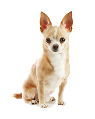 Image showing Beige chihuahua dog isolated on white background.