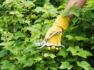 Image showing Hand with green pruner in the garden.