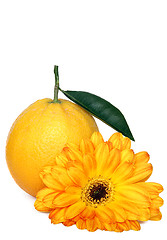 Image showing Orange and Flower