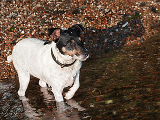 Image showing Wet Jack Russell Terrier on the beach near sea water.