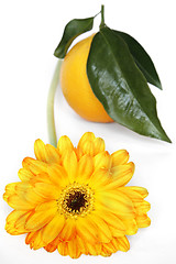 Image showing Flower and Orange