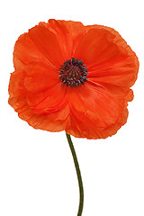 Image showing Single poppy isolated on white background.