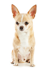 Image showing Beige chihuahua dog isolated on white background.