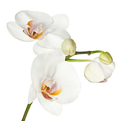 Image showing White orchid isolated on white background.