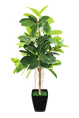 Image showing Ficus elastica (Indian Rubber Bush) in black flowerpot on white 