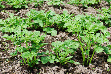 Image showing Rows of growth green potato plant in field.