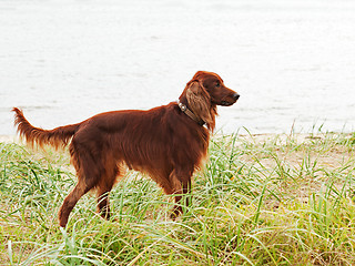 Image showing Hunting irish setter standing in the grass.