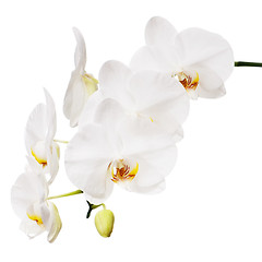 Image showing White orchid isolated on white background.