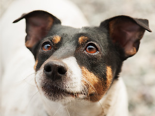 Image showing Jack Russell Terrier