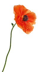 Image showing Single poppy isolated on white background. 