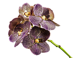 Image showing Dark tiger orchid isolated on white background.