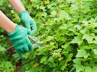 Image showing Hands with green garden pruner in the garden. 