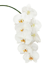 Image showing White orchid isolated on white background.