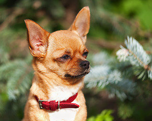 Image showing Red chihuahua dog on garden background.