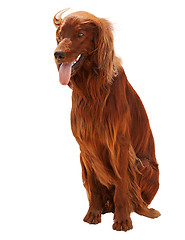 Image showing Hunting irish setter sitting isolated on white background.