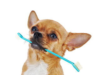 Image showing Red chihuahua dog with toothbrush isolated on white background.