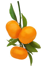 Image showing Fresh ripe tangerines with green leaves isolated on white backgr