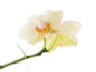 Image showing Orchid arrangement centerpiece isolated on white background.