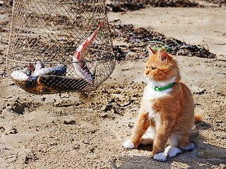 Image showing Young red maine coon and fish.