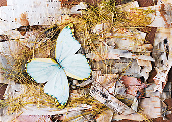 Image showing Abstract composition from butterflies, birch bark and straw.