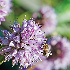 Image showing Honey bee on blue flower.