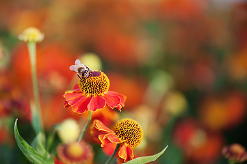 Image showing  Honey bee on red flower.