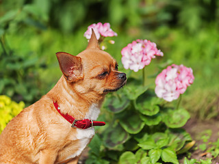 Image showing Red chihuahua dog on garden background. 