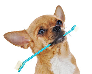 Image showing Red chihuahua dog with toothbrush isolated on white background.