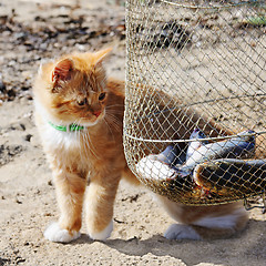 Image showing Young red maine coon and fish.