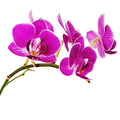 Image showing Very rare purple orchid isolated on white background.