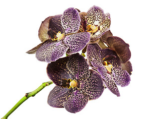 Image showing Dark tiger orchid isolated on white background.