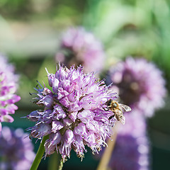 Image showing Honey bee on blue flower.