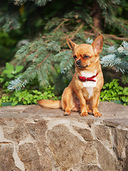Image showing Red chihuahua dog sits on a granite pedestal.