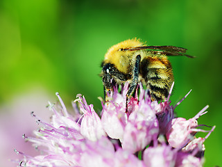 Image showing Macro shot of honey bee on blue flower.