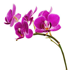 Image showing Very rare purple orchid isolated on white background.