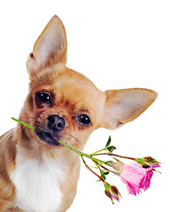 Image showing Chihuahua dog with rose isolated on white background