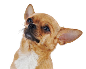 Image showing Red chihuahua dog isolated on white background.