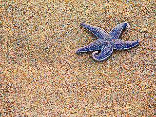 Image showing Starfish on sand as background, selective focus. 