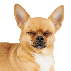 Image showing Red chihuahua dog with closed eyes isolated on white background.