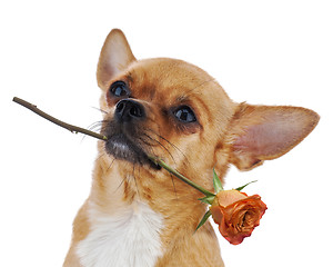 Image showing Red chihuahua dog with rose isolated on white background.