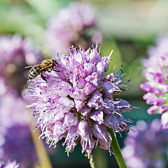 Image showing Honey bee on blue flower.