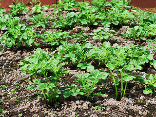 Image showing Rows of growth green potato plant in field.