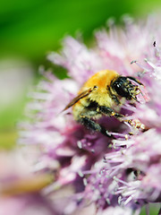 Image showing Macro shot of honey bee on blue flower.
