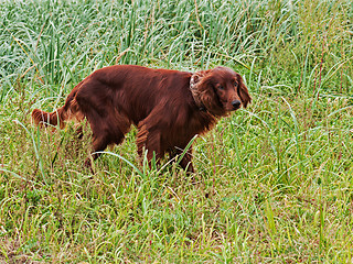 Image showing Hunting irish setter standing in the grass.