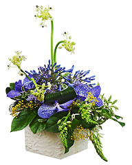 Image showing Bouquet from orchids and Arabian Star flower (Ornithogalum arabi