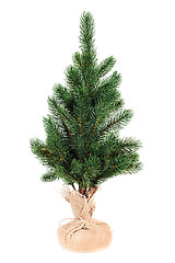 Image showing Fir tree for Christmas isolated on white background. 