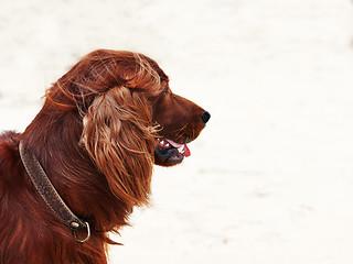 Image showing Hunting irish setter.