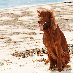 Image showing Hunting irish setter sitting near sea.