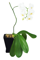 Image showing White orchid in black flowerpot isolated on white background.