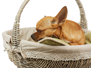 Image showing Sleeping red chihuahua dog in wicker basket.